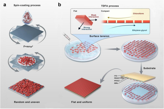 CQW薄膜制备流程示意图: a旋涂工艺制备的薄膜中CQW呈现随机取向与松散堆积。b两相驱动平面排列工艺在乙二醇亚相上引导CQW实现水平取向与致密堆积，再转移至基板