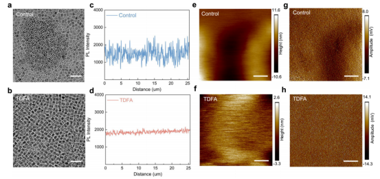 CQW薄膜形貌与光学性质对比：a, b对照薄膜（a）与TDFA薄膜（b）的TEM图像（比例尺：50 nm）。c, d对应薄膜的横截面光致发光强度分布。e, f对照薄膜（e）与TDFA薄膜（f）的AFM形貌图（比例尺：200 nm）。g, h对应薄膜的AFM振幅图（比例尺：200 nm）