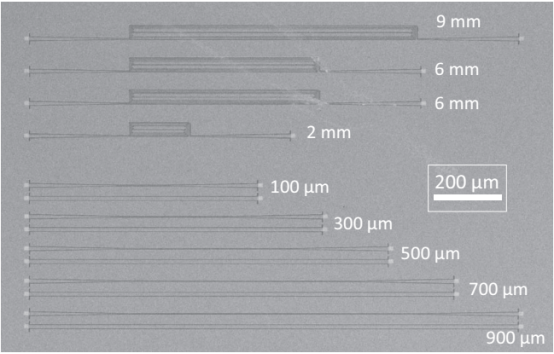 在InP膜上制备的波导的SEM图片，图中标注了不同波导的长度
